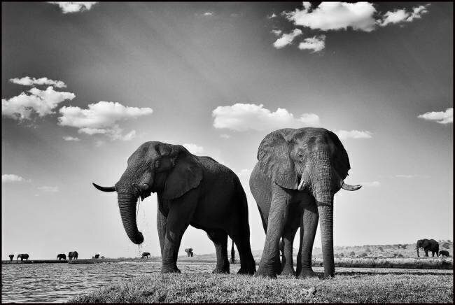  Elephants on the banks of the Chobe River - Botswana Philippe-Alexandre Chevallier