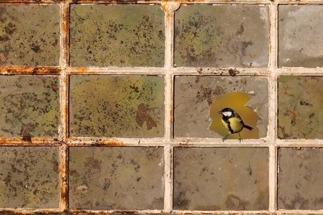  Great tit (Parus major) on an old window in autumn, England Frédéric Desmette