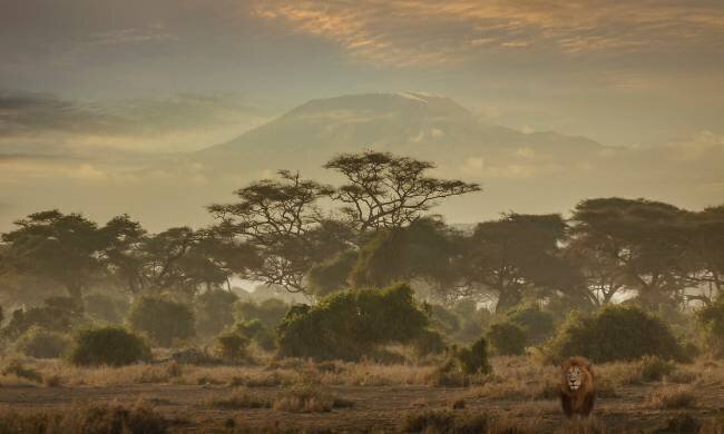  Lion (Panthera leo) solitary male in savannah with Kilimanjaro on the horizon, Amboseli National Park, Kenya Angelo Cavalli