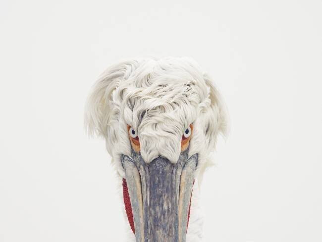  Pelican (Pelecanus crispus) looking with obsession in the objective on Lake Kerkini, Greece. Tesni Ward
