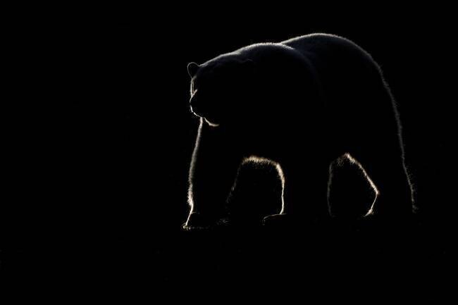  Polar bear (Ursus maritimus) walking on the shore against the light, Barter Island, Northern Arctic Circle, Alaska. Patrick Kientz