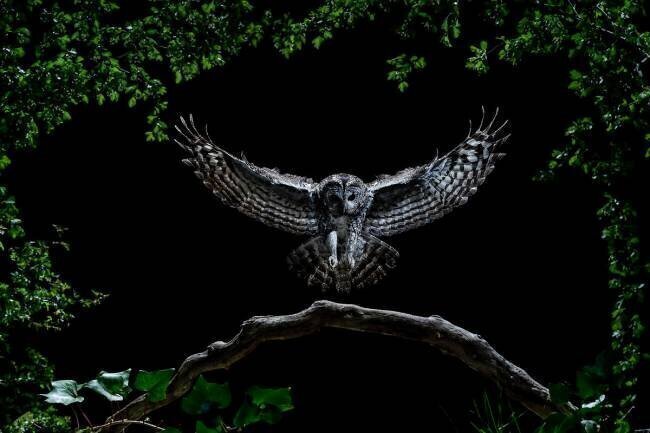  Tawny owl (Strix aluco) hunting in flight at night, Salamanca, Castilla y León, Spain Mario Cea Sanchez