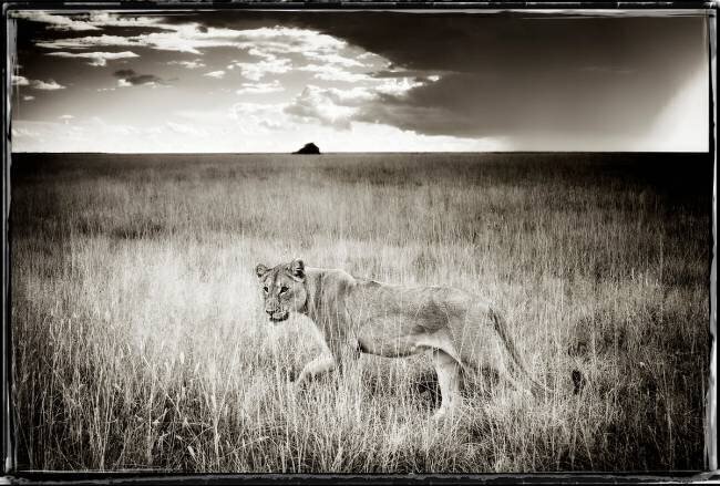  Young lone lioness in Etosha NP Namibia Philippe-Alexandre Chevallier