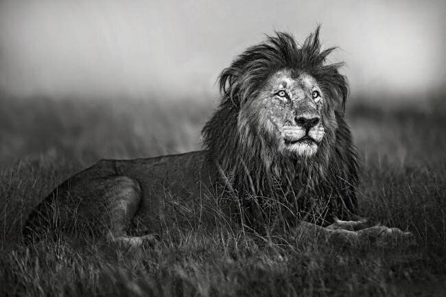 A legend of Masai Mara Xavier Ortega