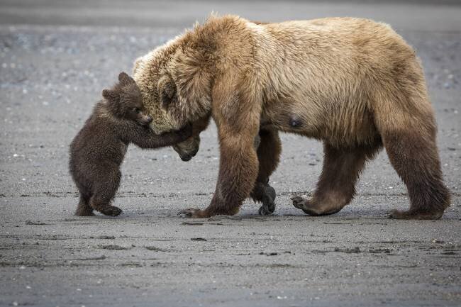 A Little Bear Hug Renee Doyle
