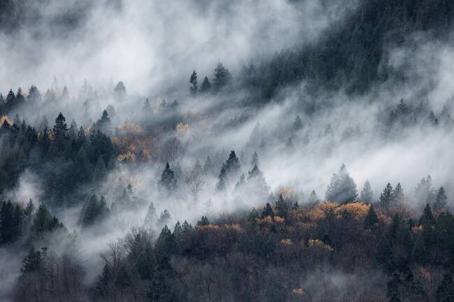 A path of the fog Tomomi Yamada