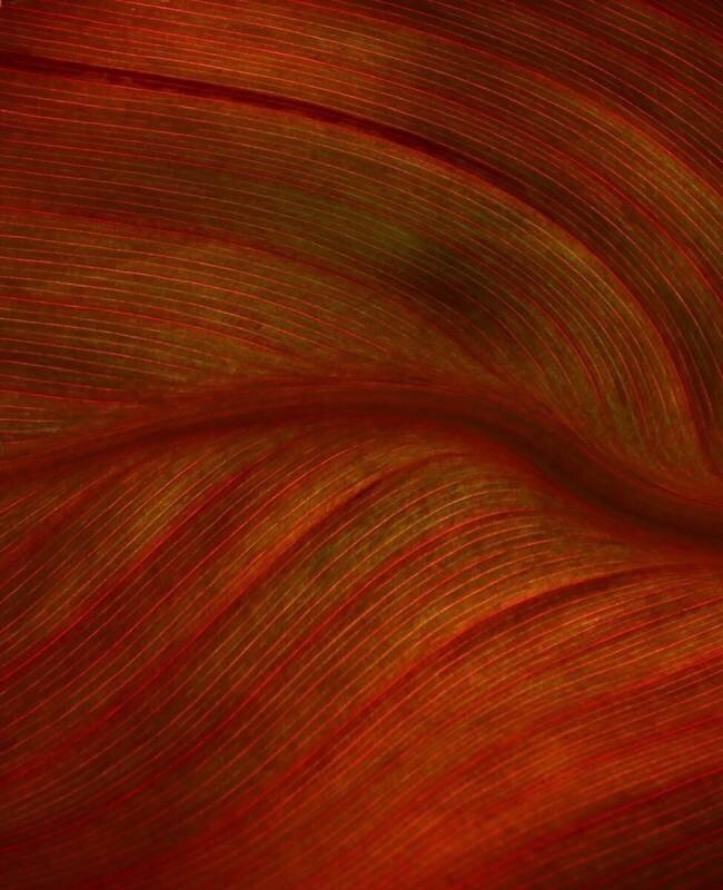 A Red River Runs Through It Robin Wechsler