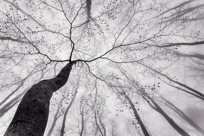 A view of the tree crown Tom Pavlasek