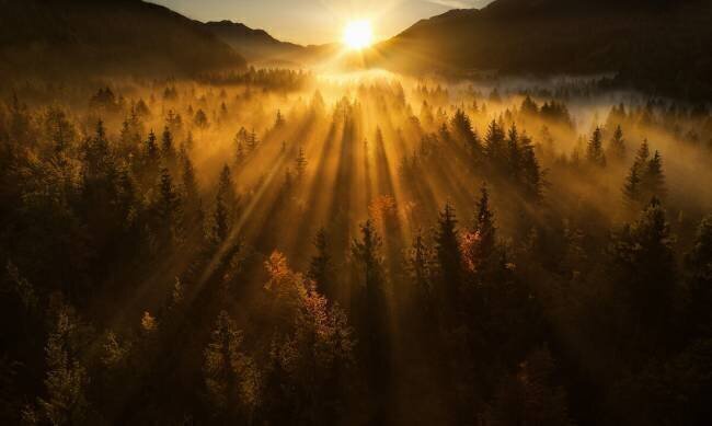 Aerial shot of an autumn forest Ales Krivec