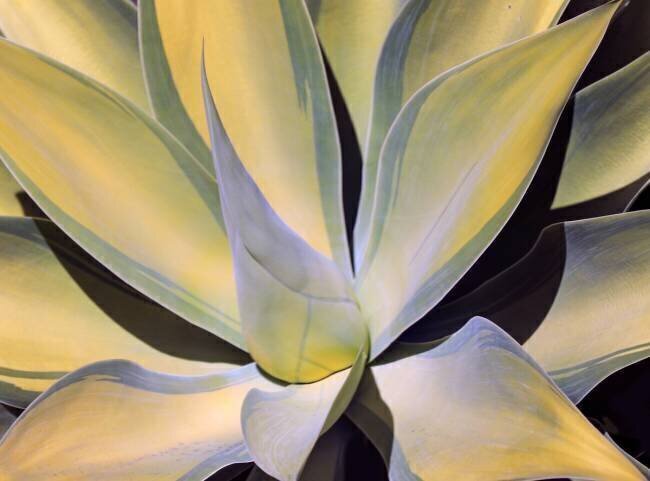 Agave Abstract Robin Wechsler