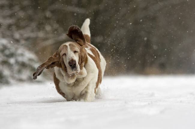 Almost airborne Gert van den Bosch