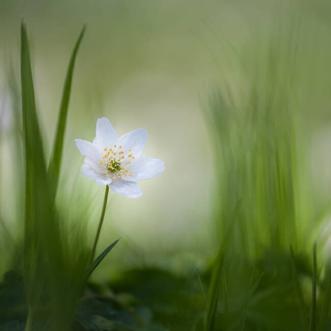 Alone Piet Haaksma