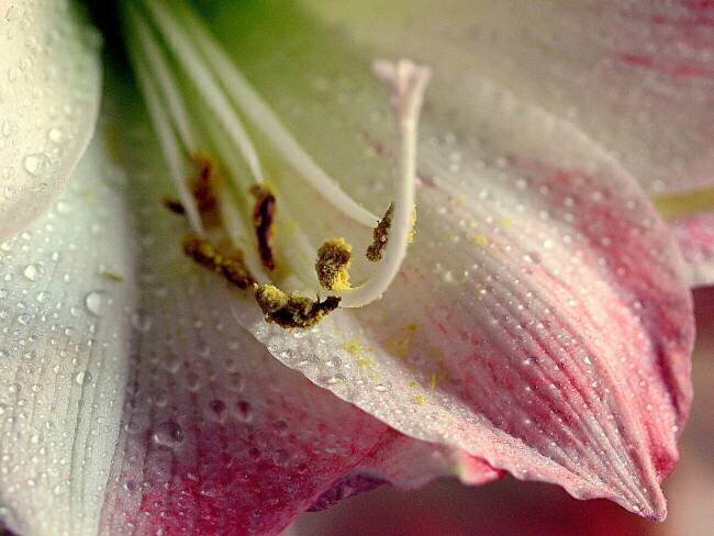 Amaryllis Renata Ivanovic
