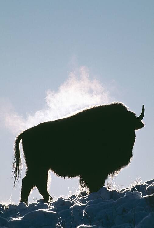 American bison Jim Zipp