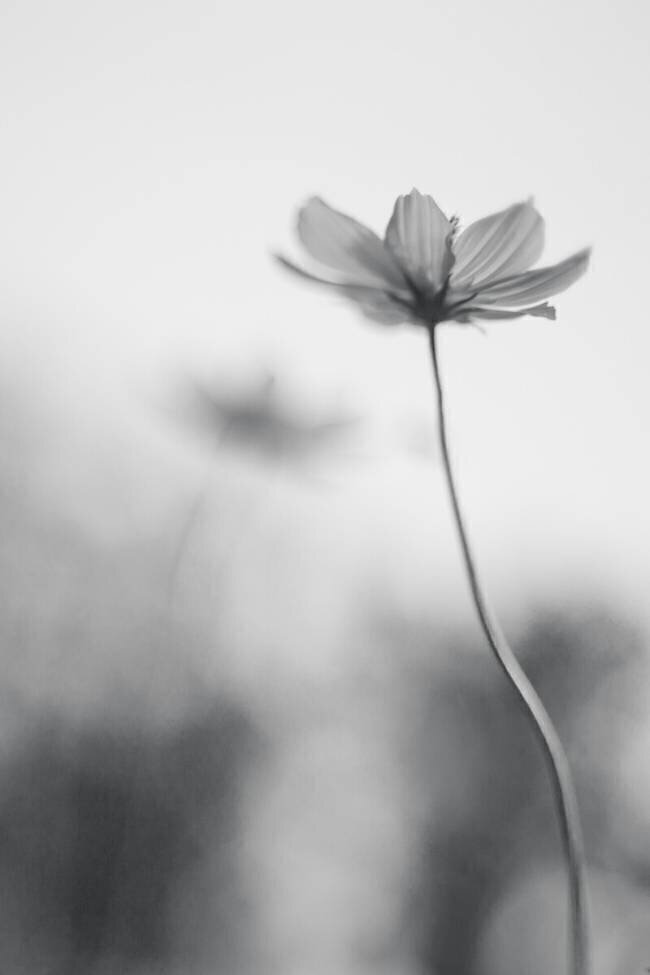An ordinary dream Udayan Ghosh