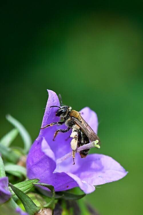 Andrena on Campanula flower Stéphane Vitzthum