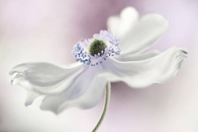 Anemone breeze Mandy Disher