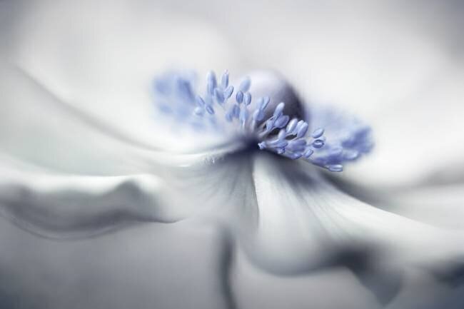 Anemone spirit Mandy Disher