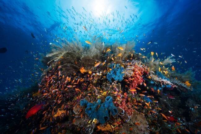 Apnea Gabriel Barathieu