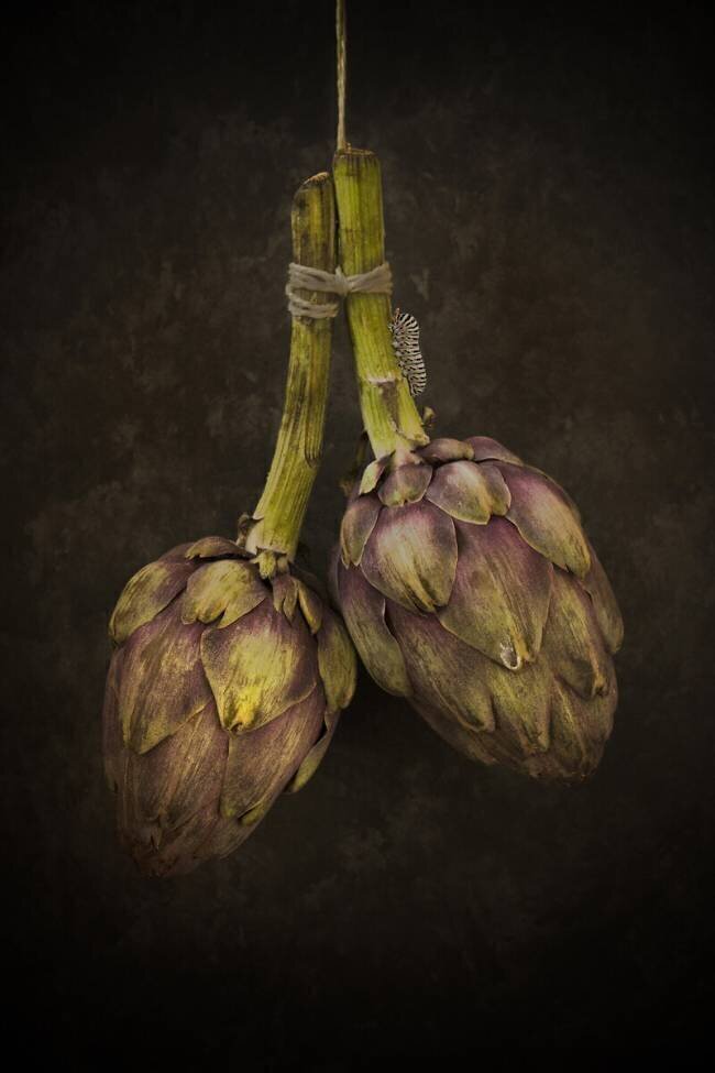 Artichoke Alida van Zaane