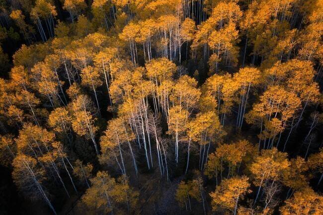 Aspen in Autumn Mei Xu