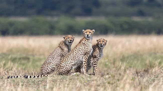 Attention, please ! Alessandro Catta