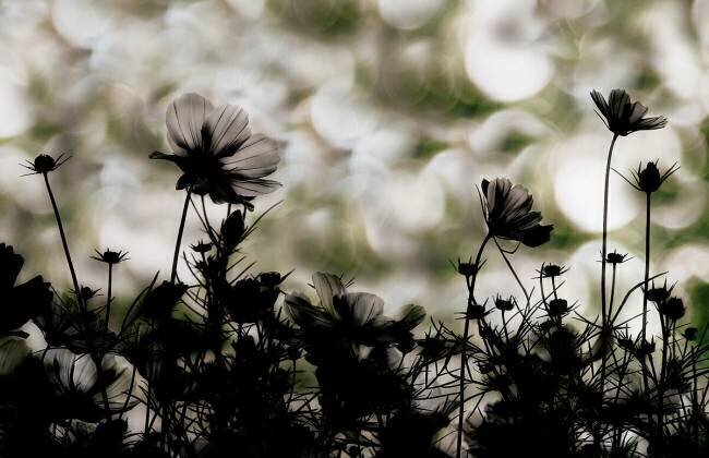 Autumn chorus Keisuke Ikeda