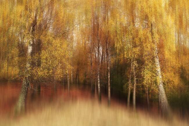 Autumn Impression Gustav Davidsson