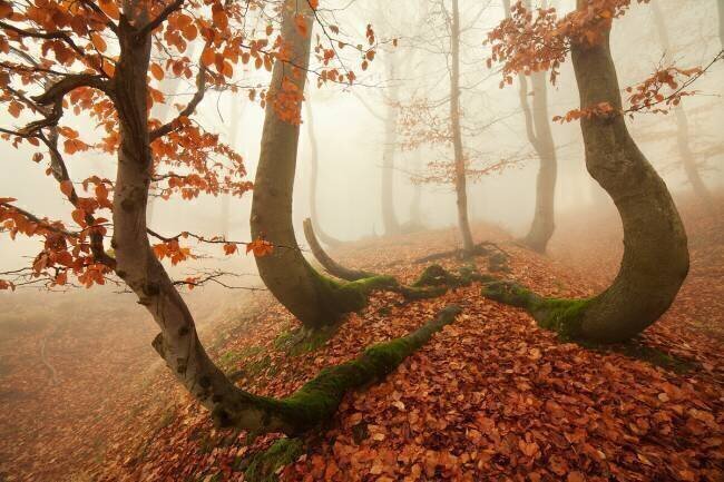 Autumn octopus in the Ore Mountains Daniel Řeřicha