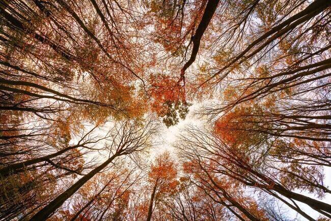 Autumn Trees Michael
