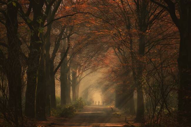 Autumn walk Robert