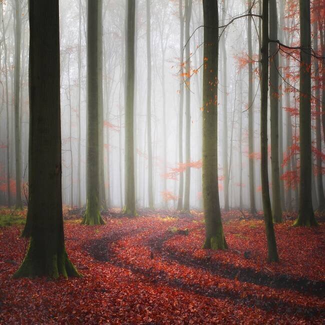 Autumnal Tracks Carsten Meyerdierks