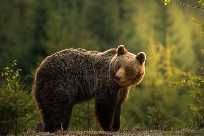 Backlit bear Richard Krchnak