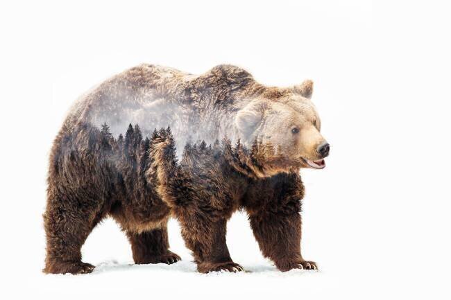 Bear Angyalosi Beata