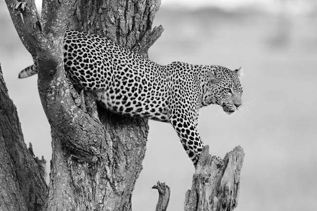 Big Cat Marco Pozzi