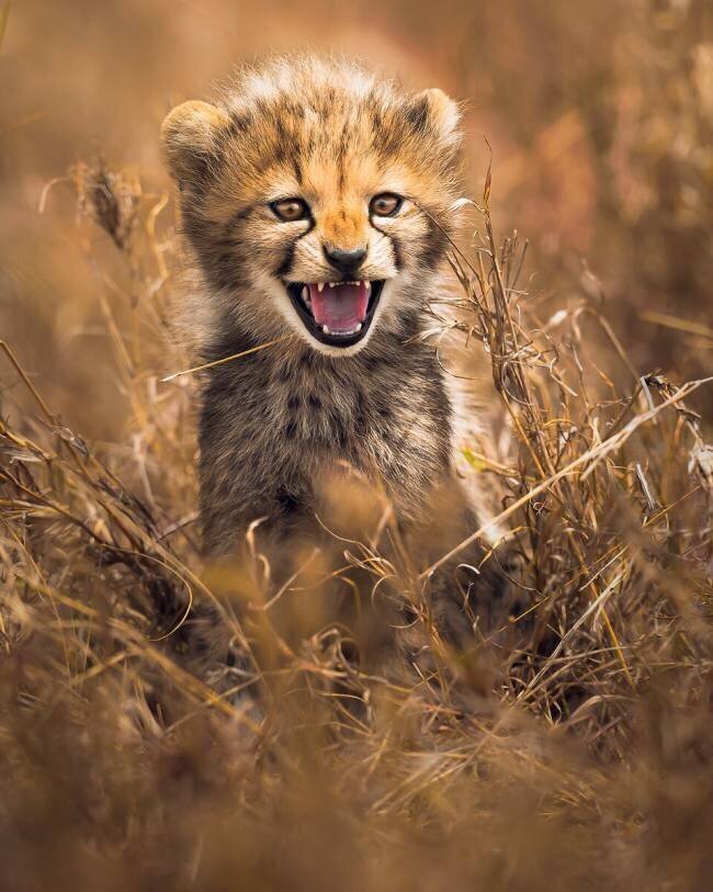 Big Smile Ahmed Sobhi