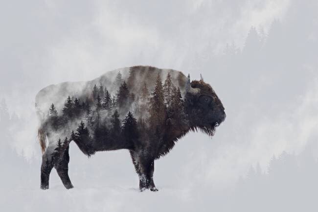Bison - Double Exposure Angyalosi Beata