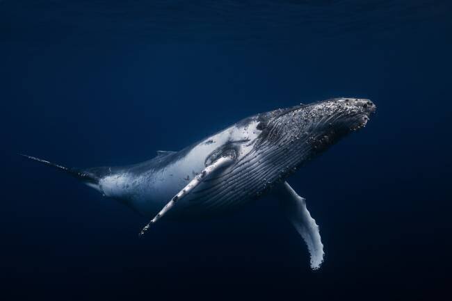 Black & Whale Gabriel Barathieu