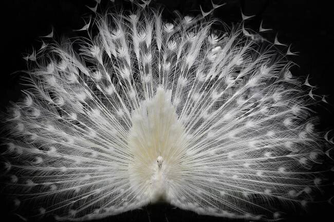 Black and white Pino Liddi