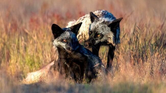Black Foxs Jie Fischer