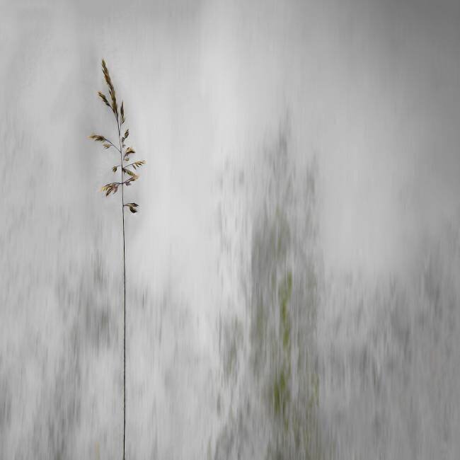 Blade of grass Gilbert Claes 