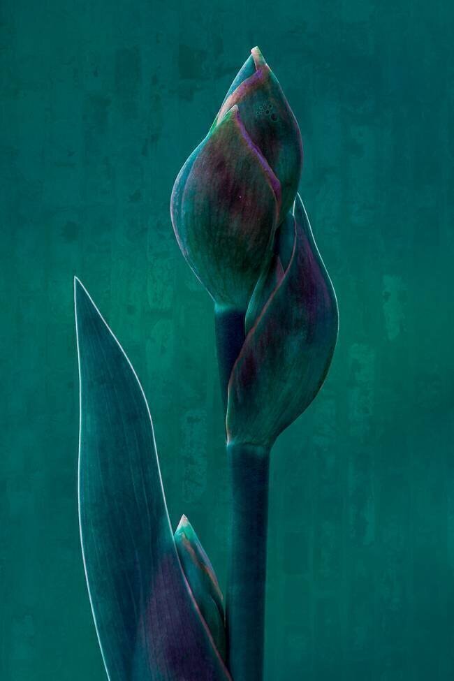 Blue charade Chris Hamilton