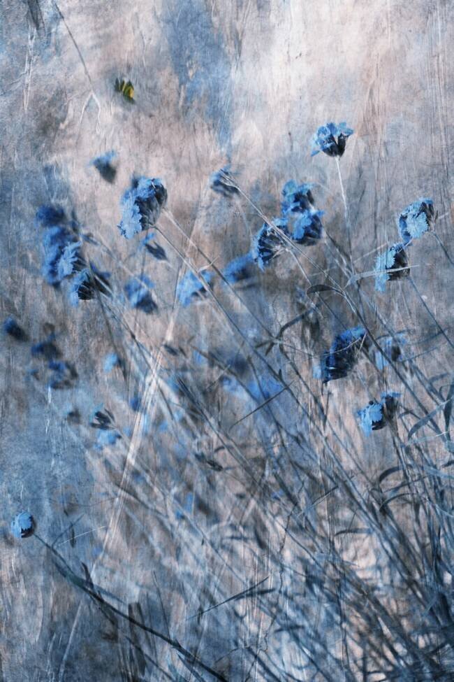 Blue Flowers Delphine Devos