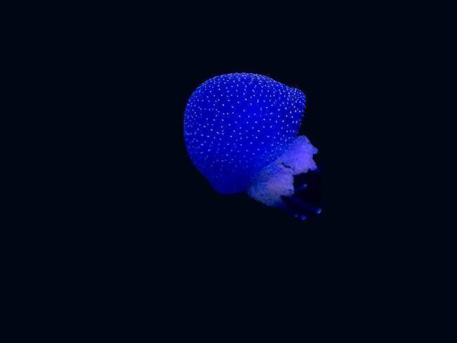 Blue jellyfish Heike Jess