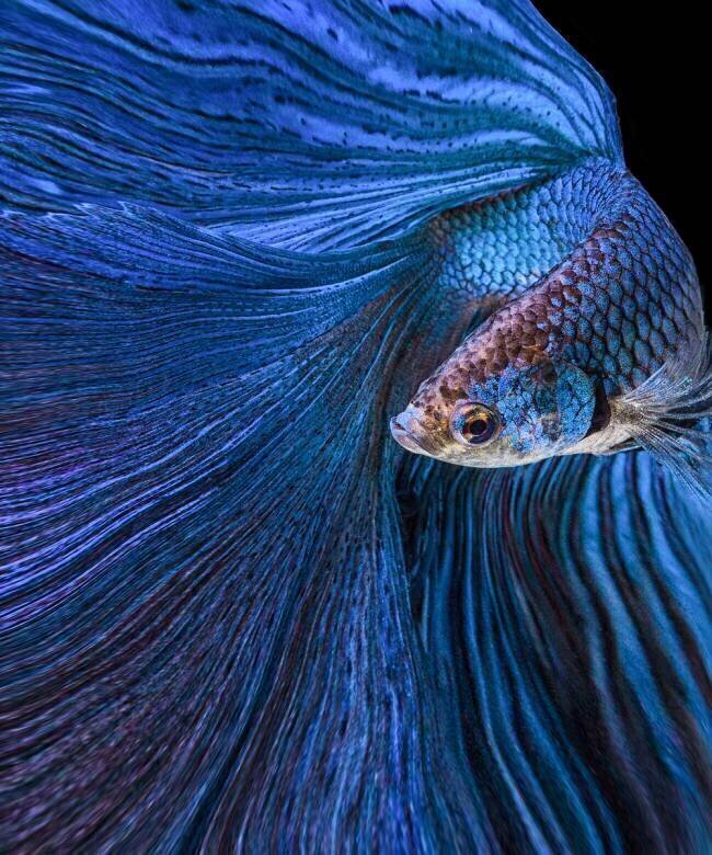 Blue Moon Andi Halil