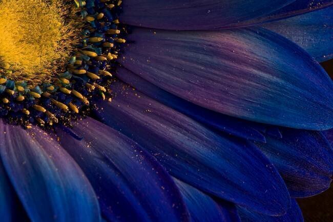 Blue Rays Torsteinn H. Ingibergsson