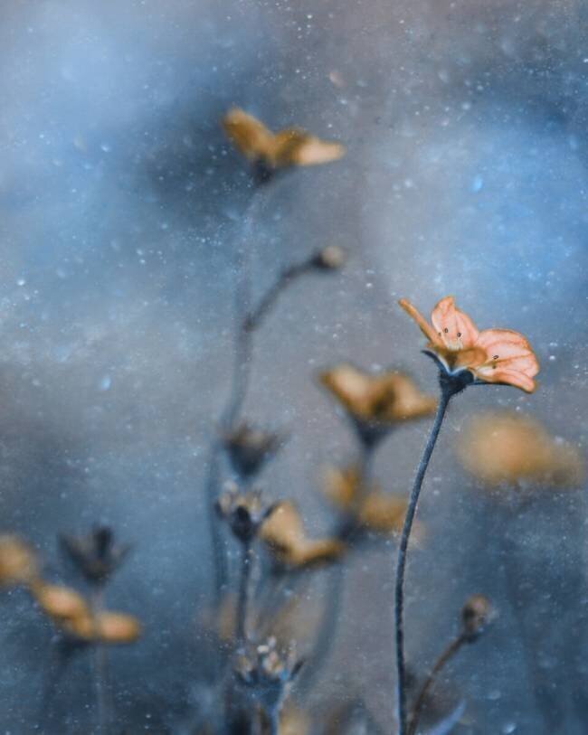 Blue Winter Delphine Devos