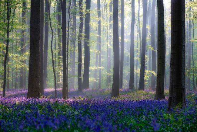Bluebells Adrian Popan