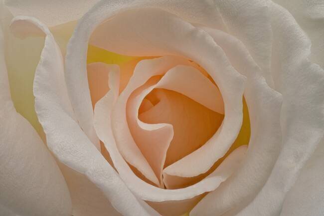 Blush Richard Urbanski