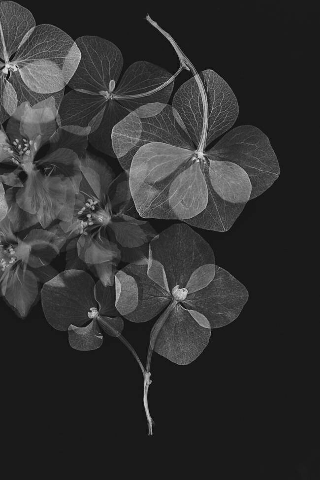 Botanical Lenka